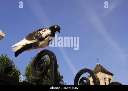 A pigeon is standing on top of an iron fence in front of the Church structure of Saint Pierre de Montmartre in Paris with blue sky. Stock Photo