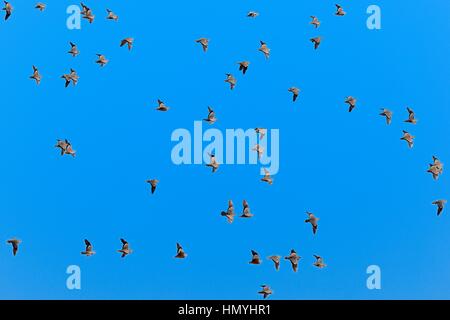 Namaqua sandgrouses (Pterocles namaqua), flock of birds in flight, Etosha National Park, Namibia, Africa Stock Photo