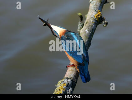 Male European Kingfisher (Alcedo Atthis) slamming a caught fish on a branch Stock Photo