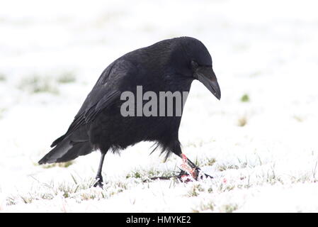 European black carrion crow (Corvus Corone) in the snow, feeding on a mouse Stock Photo