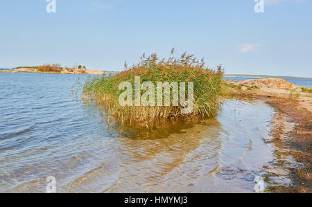 Reeds growing in the Baltic Sea on the island of Uto in the outer southern Stockholm archipelago, Sweden, Scandinavia Stock Photo