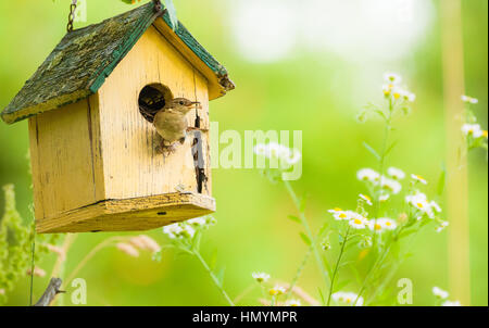 A house wren pauses a moment outside her home. Stock Photo