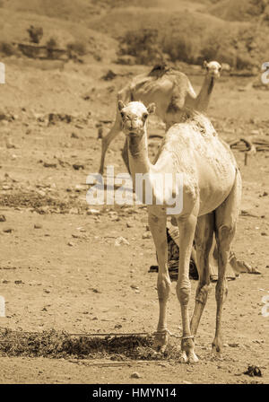 Two Camels traveling in the desert of Sinai, Egypt. Landscape with the sea and the mountains in the background / . Traveling Adventure. Stock Photo