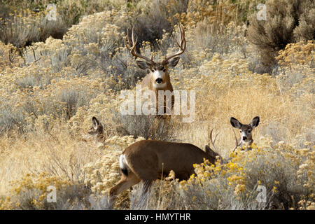 Deer (Mule Deer) buck following a harem of does, California, Tulelake, Tule Lake National Wildlife Refuge, Taken 11.16 Stock Photo