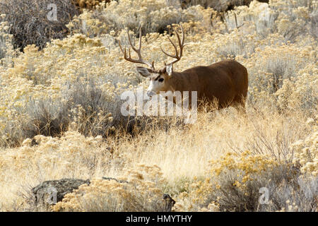 Deer (Mule Deer) buck with large antlers, California, Tulelake, Tule Lake National Wildlife Refuge, Taken 11.16 Stock Photo