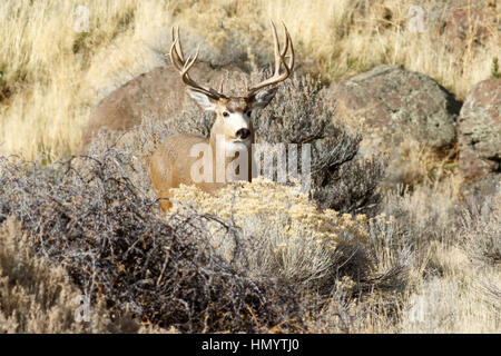 Deer (Mule Deer) buck with large antlers, California, Tulelake, Tule Lake National Wildlife Refuge, Taken 11.16 Stock Photo