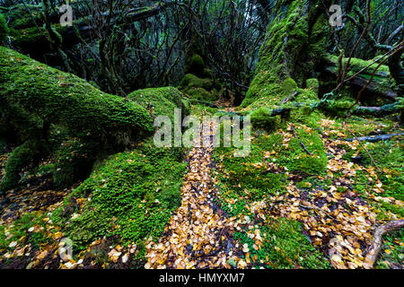 Fallen leaves from a deciduous Beech carpet the moss covered floor of a cool temperate rainforest. Stock Photo