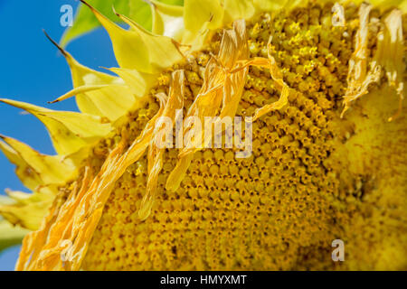 A Sunflower near Monterey, California. Stock Photo