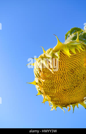 Sunflower in the mountains near Monterey, California. Stock Photo