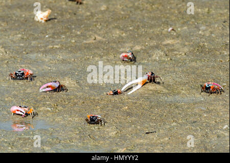 The bright pink claws of a male Fiddler Crabs used for defense on a tidal flat. Stock Photo