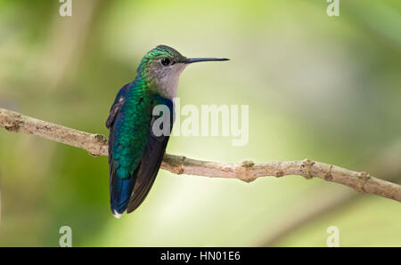 Green-crowned Woodnymph female (Thalurania colombica fannyi). El Queremal, Valle del Cauca Stock Photo