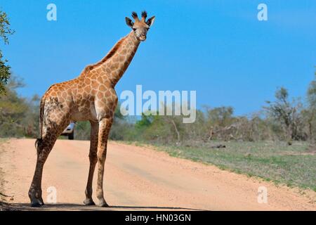 South African giraffe (Giraffa giraffa giraffa), young, standing on dirt road, in front of a car, Kruger National Park, South Africa, Africa Stock Photo