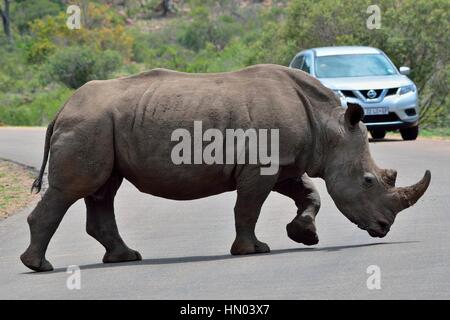 White rhinoceros (Ceratotherium simum), adult male crossing paved road, in front of tourist vehicle, Kruger National Park, South Africa, Africa Stock Photo