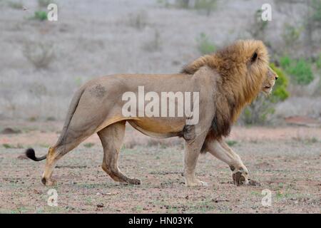 Lion (Panthera leo), adult male walking, Kruger National Park, South Africa, Africa Stock Photo