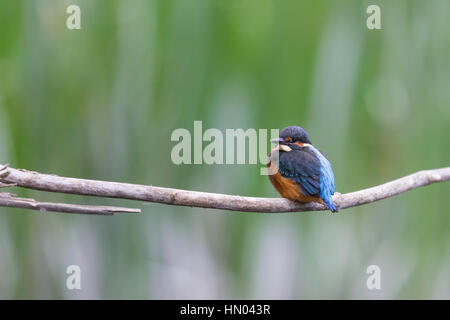 natural young common kingfisher (Alcedo atthis) sitting on branch