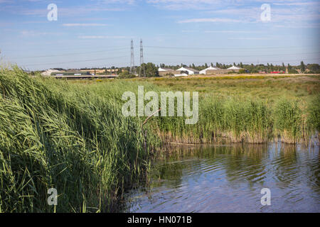 Rainham Marshes, Essex at the nature reserve. Stock Photo