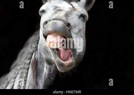 funny smiling animal