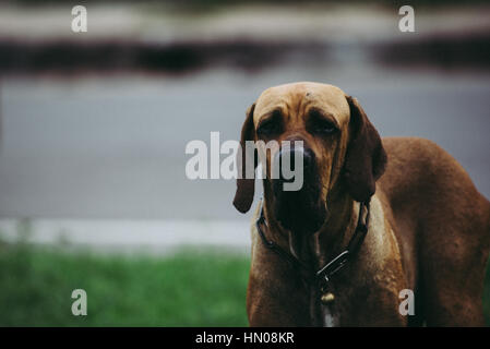 Beagle dog looking up to camera Stock Photo