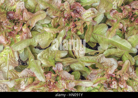 Red oak leaf lettuces ('Brunia' variety) grow densely in a backyard garden, filling the frame (viewed from above). Stock Photo