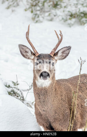 A young Columbian black-tailed deer, with antlers, stands in the snow looking intently at the photographer. Stock Photo
