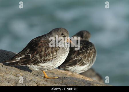 A stunning winter visiting, Purple Sandpiper (Calidris maritima), sitting on a rock at high tide, along the shoreline. Stock Photo