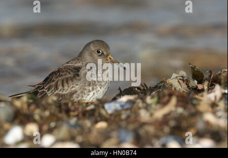 A stunning winter visiting, Purple Sandpiper (Calidris maritima), sitting  along the shoreline at high tide . Stock Photo