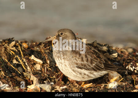 A stunning winter visiting, Purple Sandpiper (Calidris maritima), sitting  along the shoreline at high tide . Stock Photo