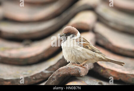 A rare Tree Sparrow (Passer montanus) perched on a tile on a roof, with a beak full of insects to feed its babies. Stock Photo
