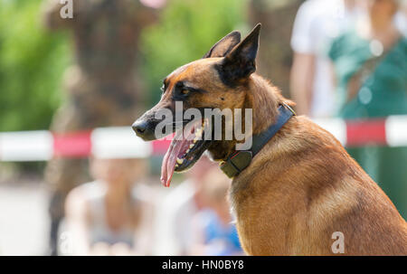 german military police dog shows to his owner Stock Photo