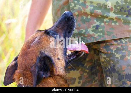 german military police dog shows to his owner Stock Photo
