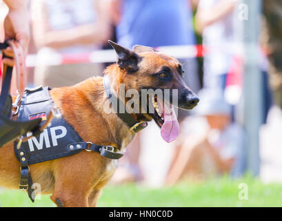 german military police dog shows to his owner Stock Photo