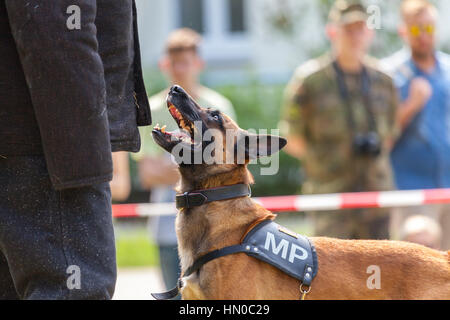 german military police dog shows to his owner Stock Photo