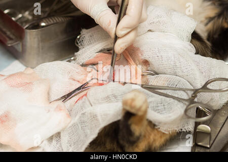 Veterinariya.Sterilizatsiya koshki.Otrezannye ovaries. Preparing for suturing. Stock Photo