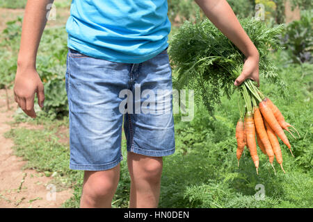 Child holding carrots in it's hand in a garden Stock Photo