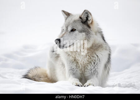 Gray Wolf Stock Photo