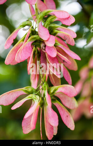 Acer pseudoplatanus 'Brillantissimum' in summer - sycamore Stock Photo