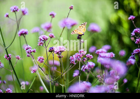 Painted lady butterfly on Verbena bonariensis in summer Stock Photo