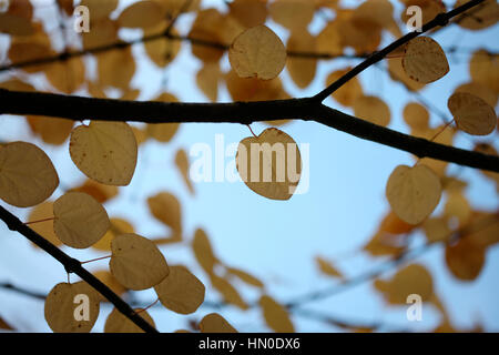 Cercidiphyllum Japonicum, Katsura tree in autumn Jane Ann Butler Photography  JABP1820 Stock Photo