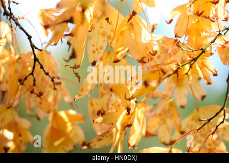 autumn gold leaves - regeneration Jane Ann Butler Photography  JABP1830 Stock Photo