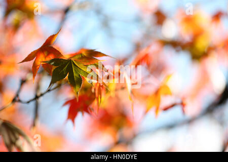 stunning autumn leaves changing colour, blue sky and sunshine Jane Ann Butler Photography  JABP1826 Stock Photo