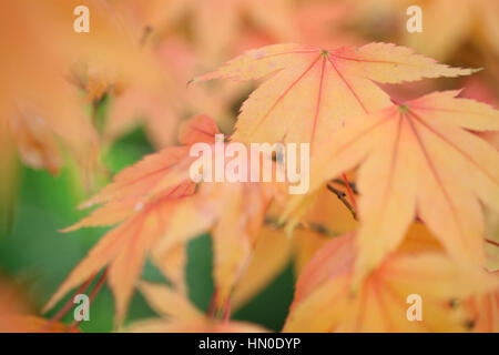 Acer Japonicum Full Moon Maple, changing leaf colour Jane Ann Butler Photography  JABP1831 Stock Photo