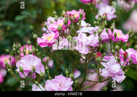 Rosa 'Lavender dream' in summer Stock Photo