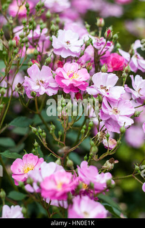 Rosa 'Lavender dream' in summer Stock Photo
