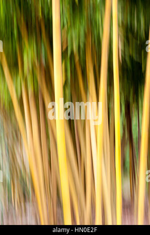 Abstract of bamboo - Phyllostachys Stock Photo