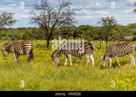 Plains Zebra grazing in between yellow flowers Stock Photo