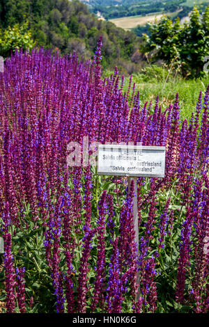 Italy Emilia Romagna Casola Valsenio (RA): Herb garden: Salvia officinalis Stock Photo