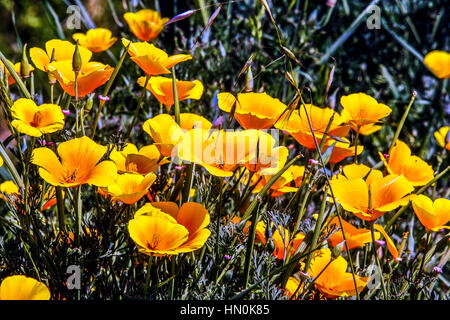 Italy Emilia Romagna Casola Valsenio (RA): Herbs garden:  Californian poppy Stock Photo