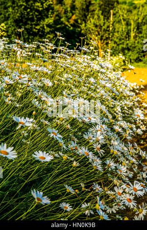 Italy Emilia Romagna Casola Valsenio (RA): Herb garden: pyrethrum Stock Photo
