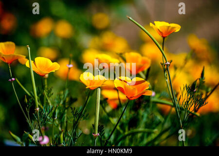 Italy Emilia Romagna Casola Valsenio (RA): Herbs garden:  Californian poppy Stock Photo