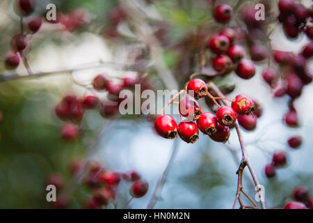Bright red berries on a hawthorn hedge on a nature trail in the UK Stock Photo